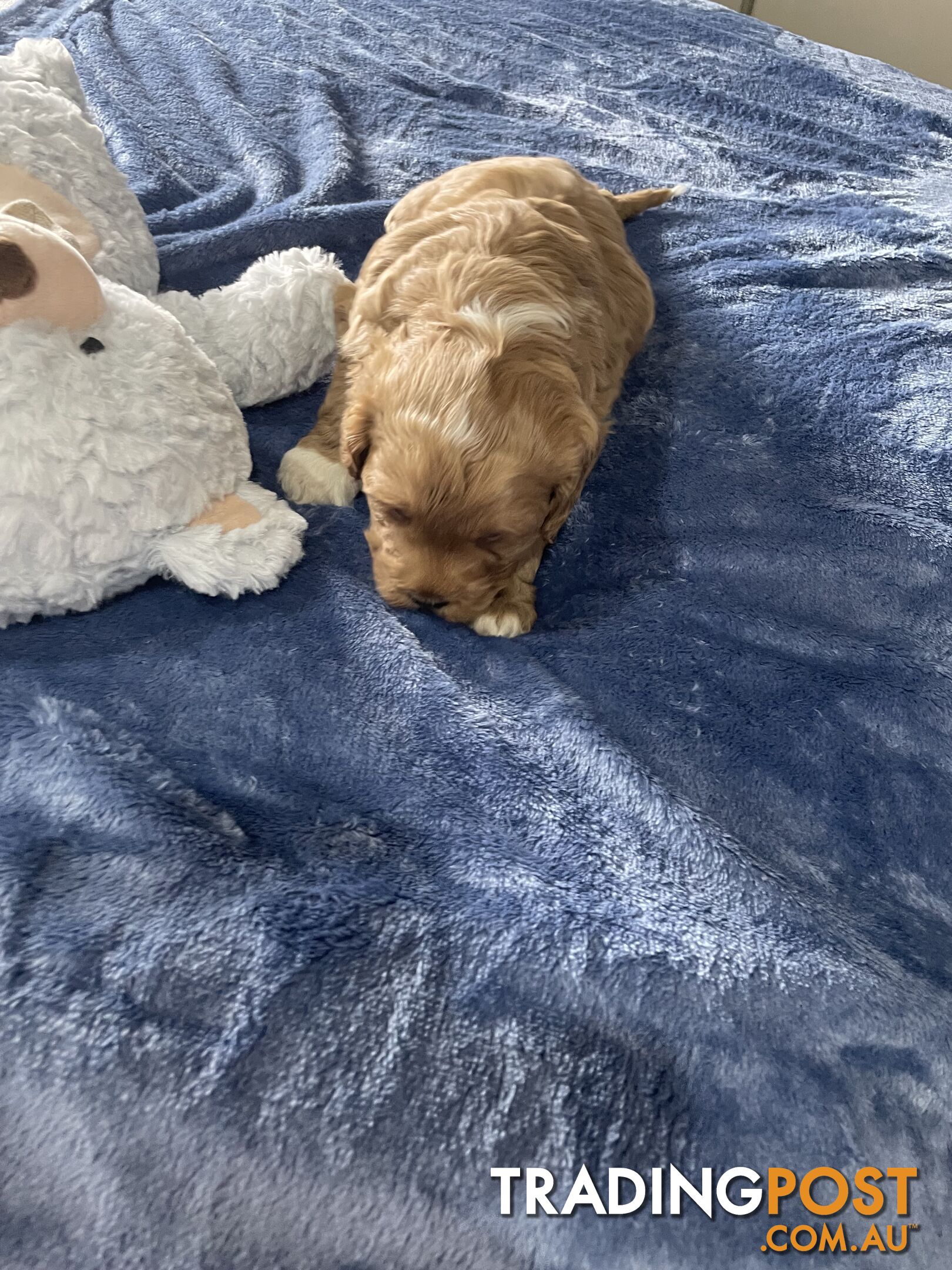 Cavoodle Puppies - Fully DNA cleared