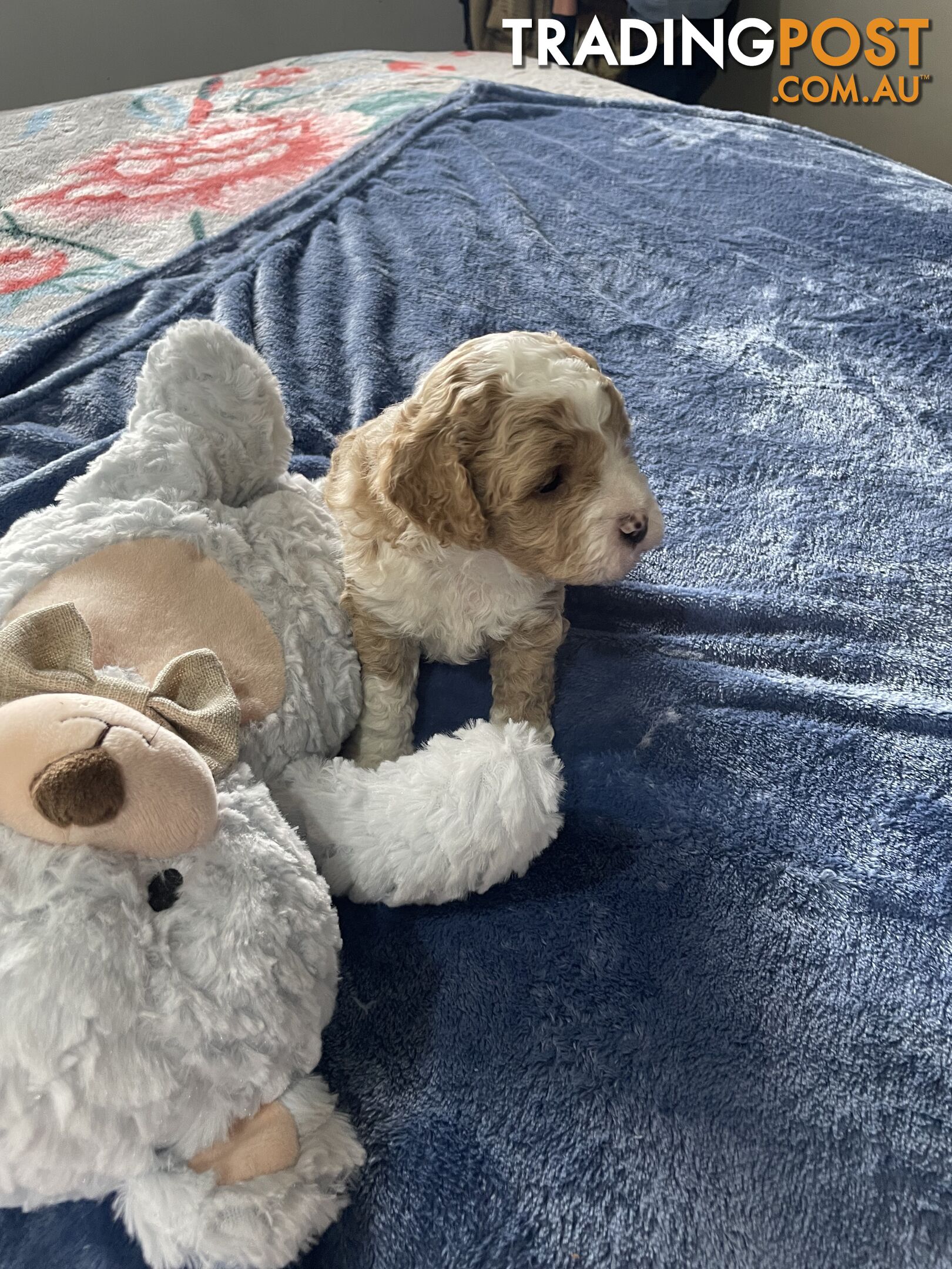 Cavoodle Puppies - Fully DNA cleared