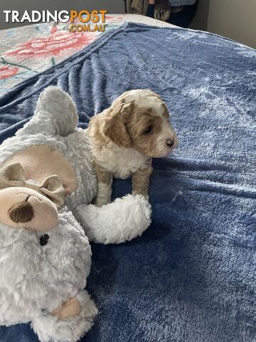 Cavoodle Puppies - Fully DNA cleared