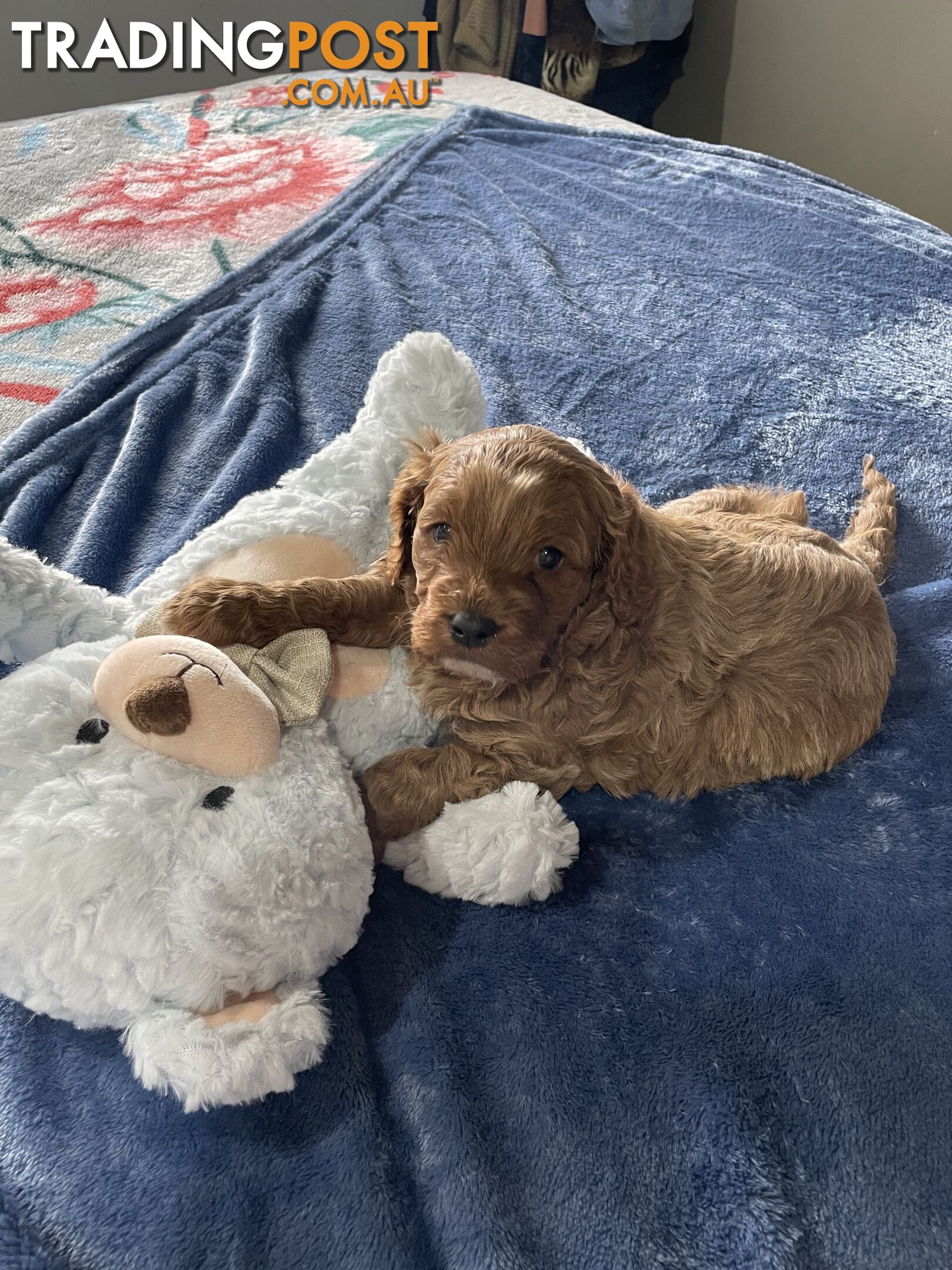 Cavoodle Puppies - Fully DNA cleared