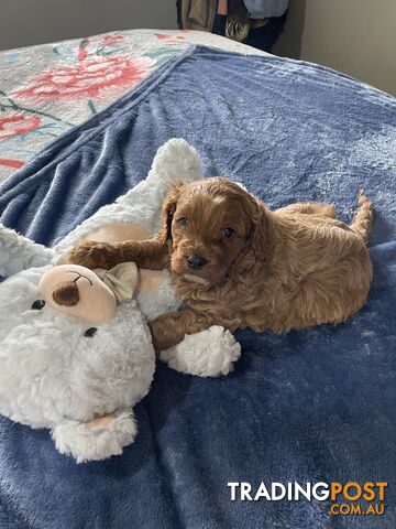 Cavoodle Puppies - Fully DNA cleared