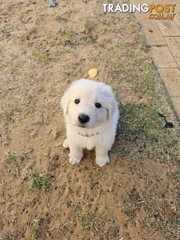 Purebred Maremma Puppies