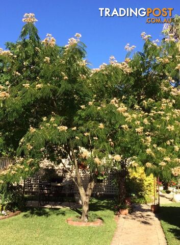 Persian silk tree - ornamental - flowering garden tree
