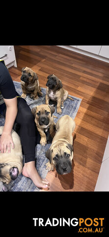 Boerboel pups