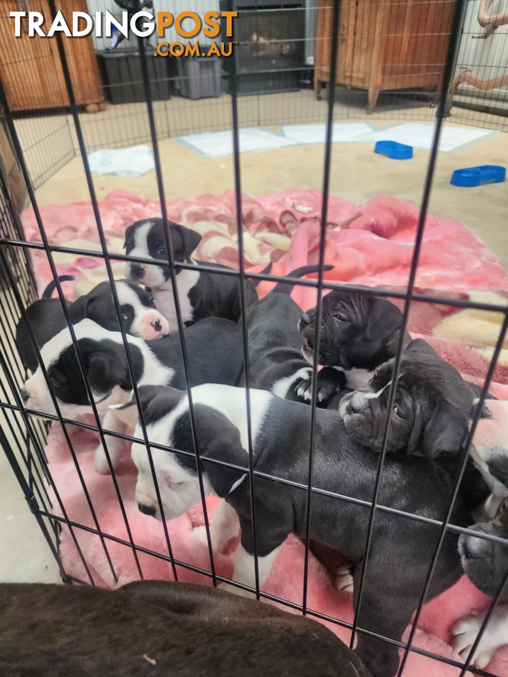 American Johnson bulldog X Puppies