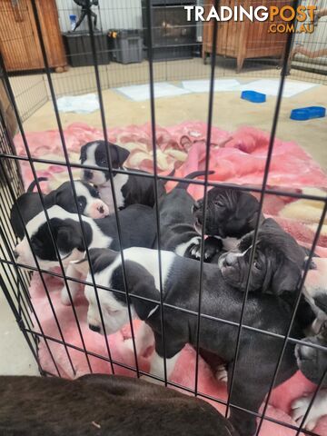 American Johnson bulldog X Puppies