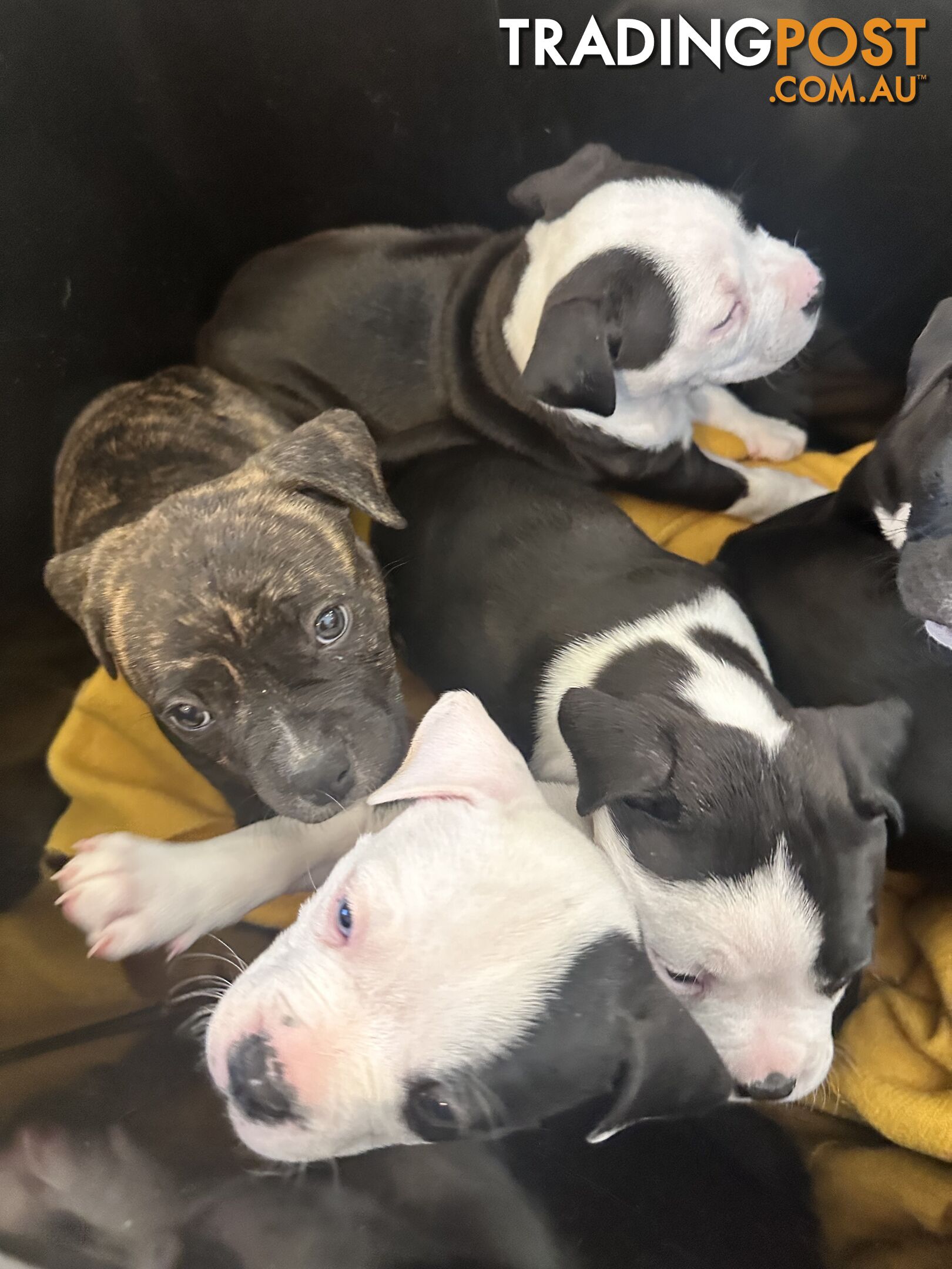 American Johnson bulldog X Puppies