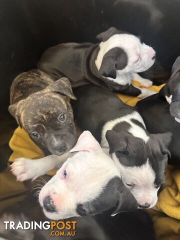 American Johnson bulldog X Puppies