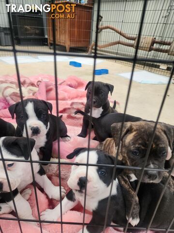 American Johnson bulldog X Puppies