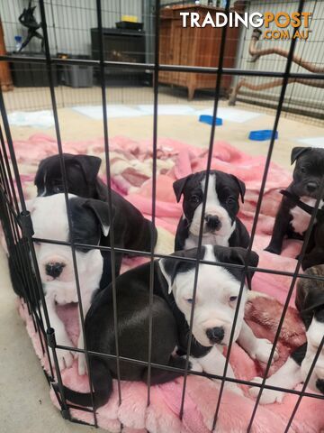 American Johnson bulldog X Puppies