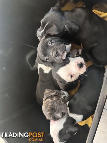 American Johnson bulldog X Puppies