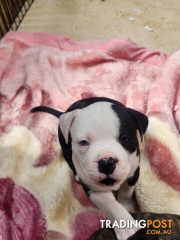 American Johnson bulldog X Puppies