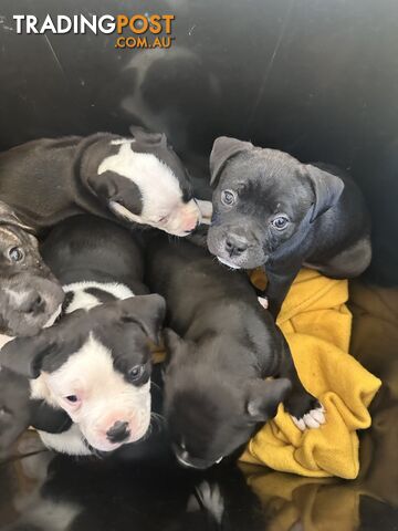 American Johnson bulldog X Puppies