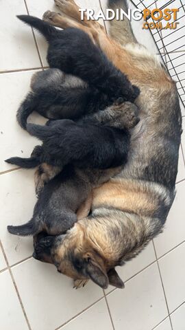 German Shepherd Puppies 3 Females 2 Males DDR LINE