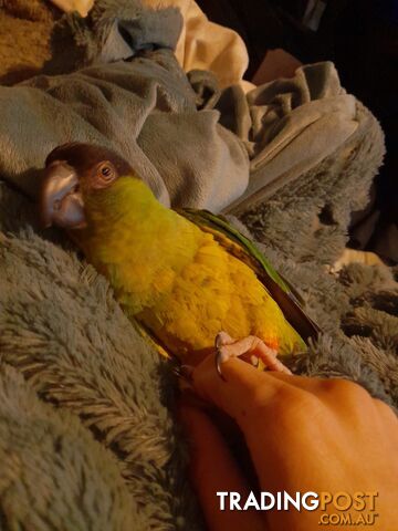 Female Nanday conure