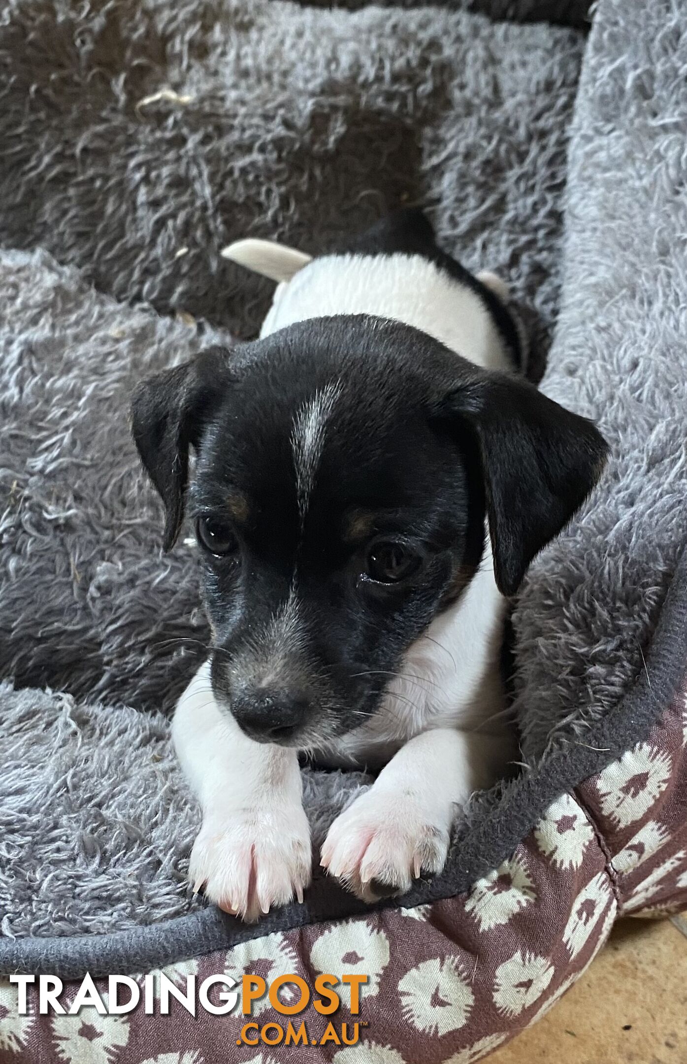 Mini Foxy X Jack Russell Puppies