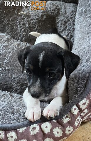 Mini Foxy X Jack Russell Puppies