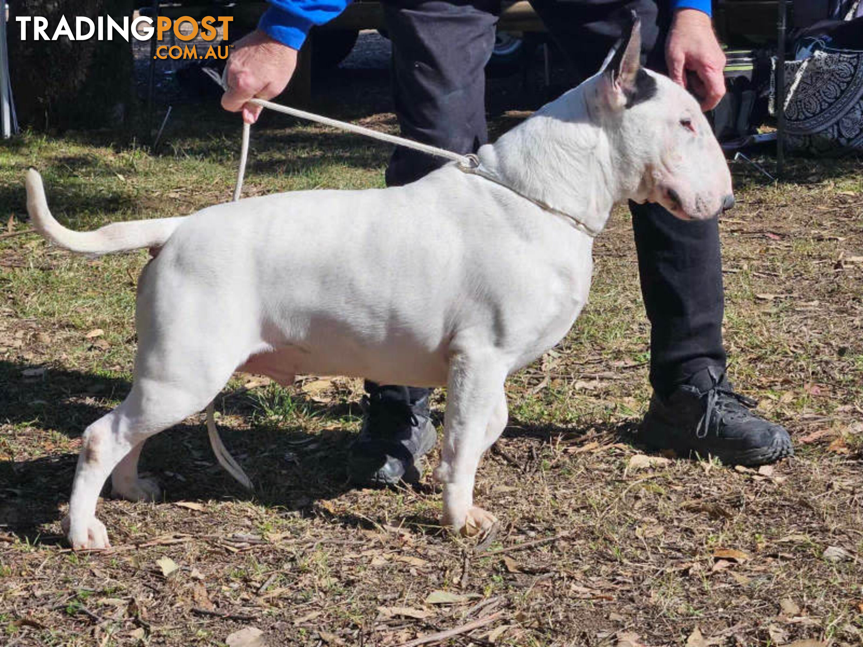 4 x Bull Terrier  puppies for sale ready to go to there new home