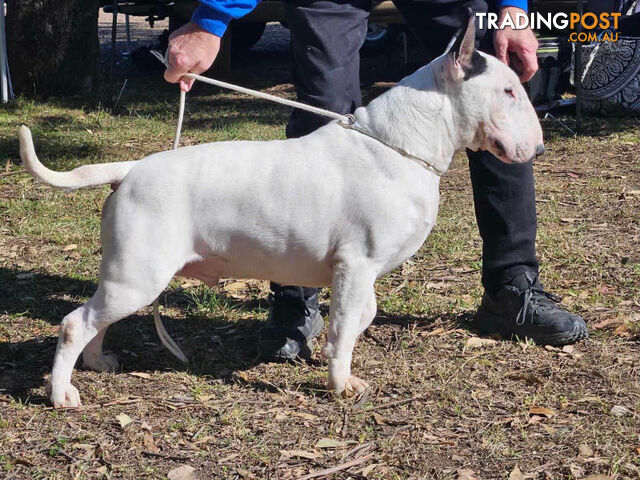 4 x Bull Terrier  puppies for sale ready to go to there new home