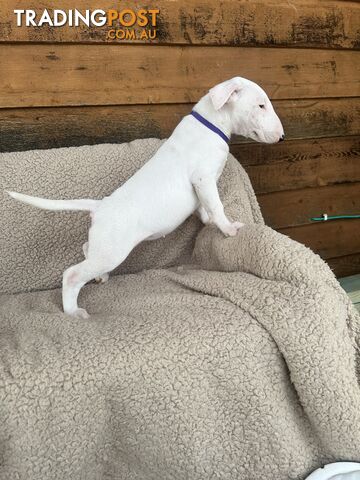 4 x Bull Terrier  puppies for sale ready to go to there new home