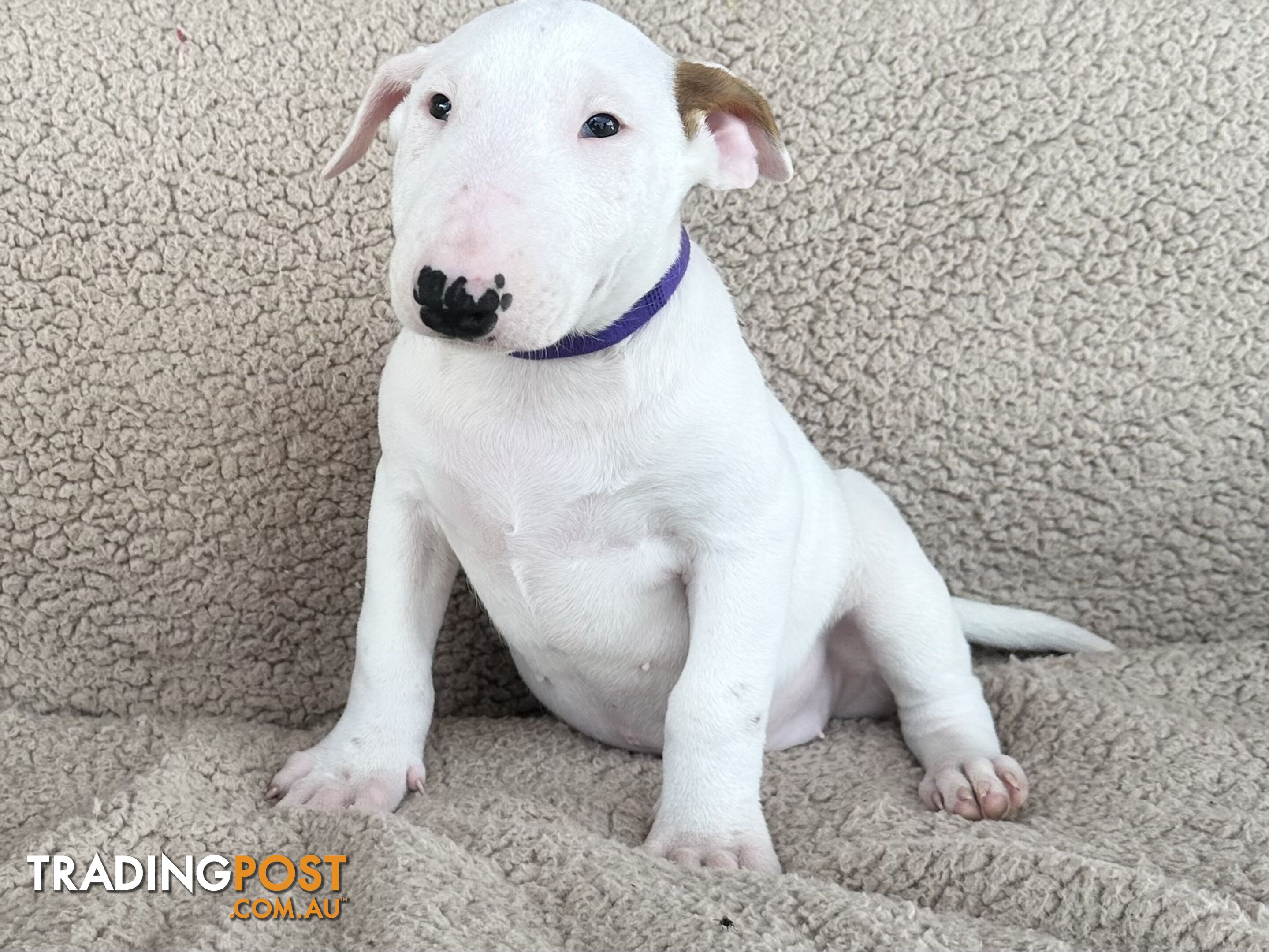 4 x Bull Terrier  puppies for sale ready to go to there new home