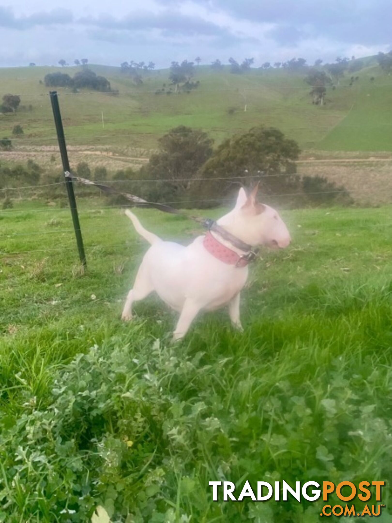 4 x Bull Terrier  puppies for sale ready to go to there new home