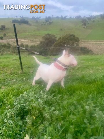 4 x Bull Terrier  puppies for sale ready to go to there new home