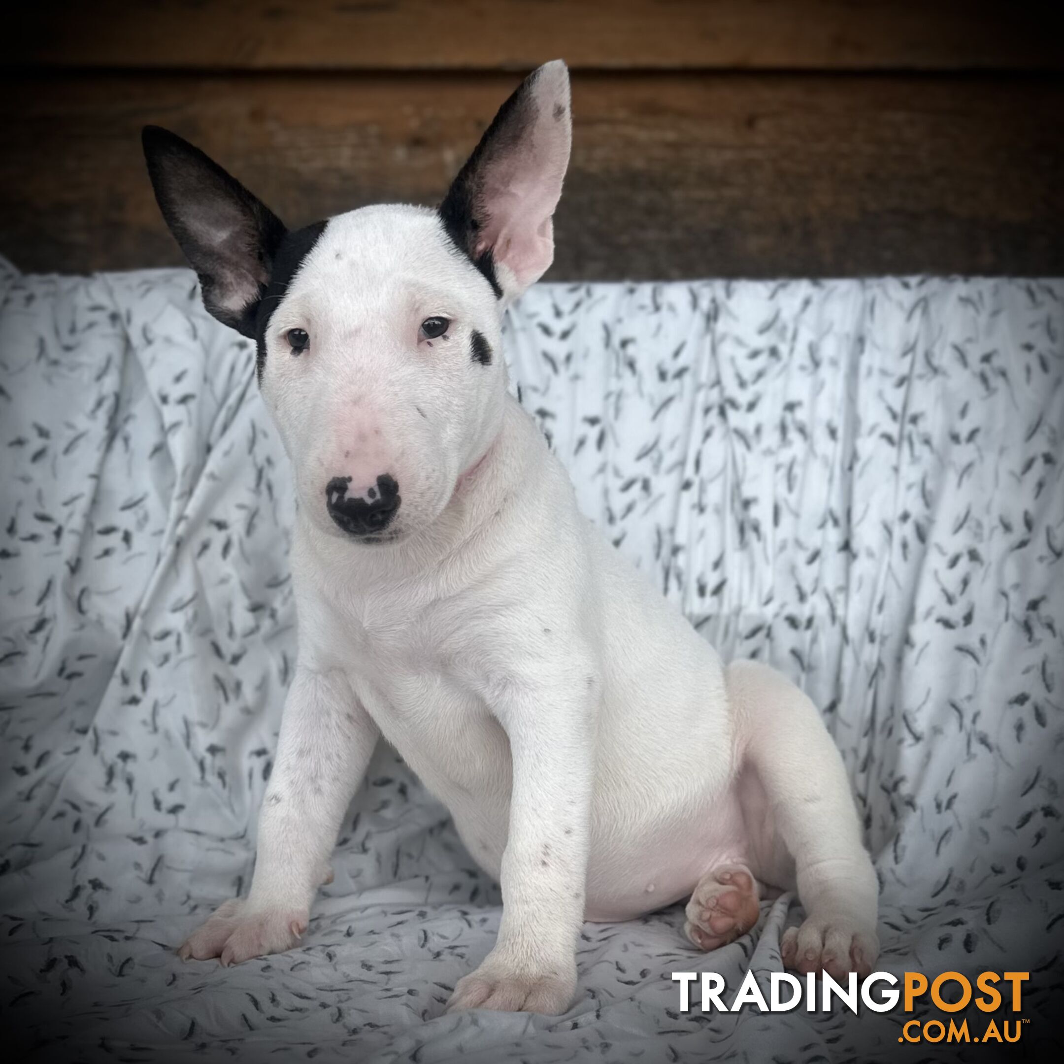 4 x Bull Terrier  puppies for sale ready to go to there new home