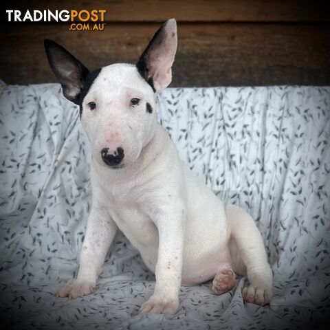 4 x Bull Terrier  puppies for sale ready to go to there new home