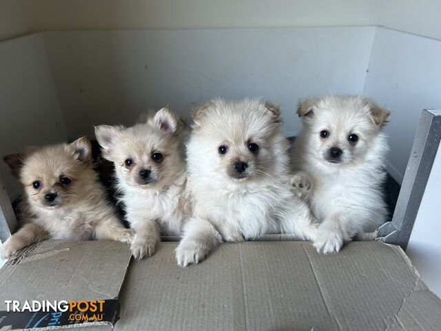 Pomeranian Puppies Pure Bred