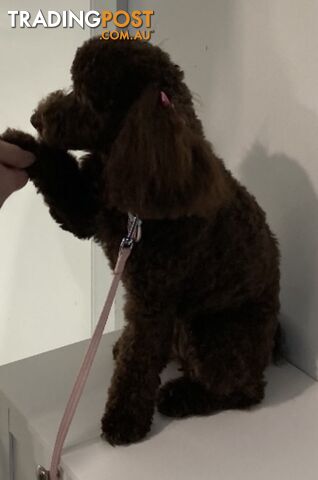 Very very cute house raised toy poodles for sale