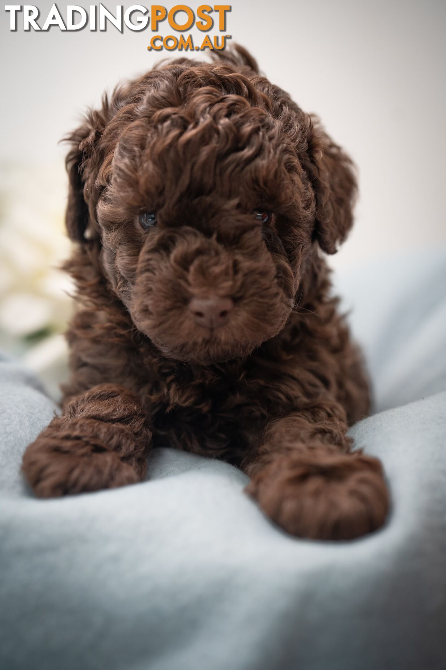 Very very cute house raised toy poodles for sale