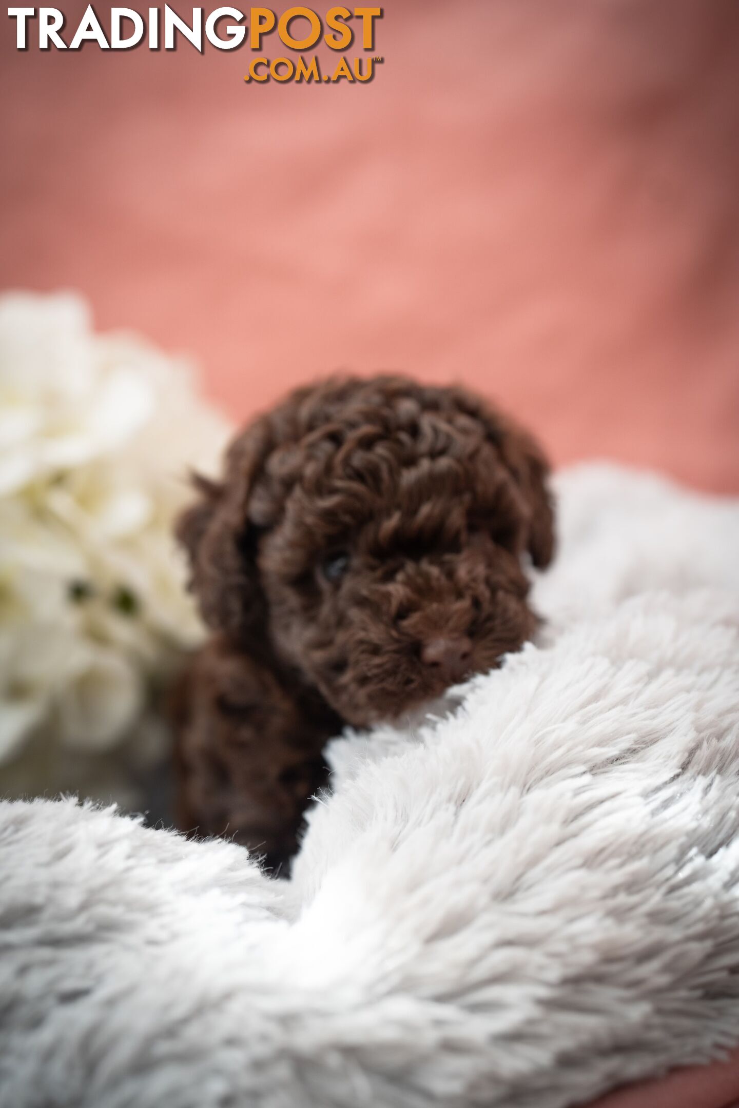 Very very cute house raised toy poodles for sale