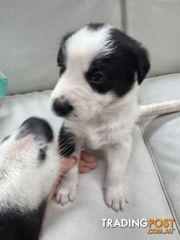 Adorable Border Collie Puppies Ready for Reservation!