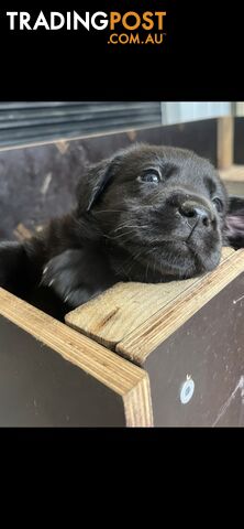 Labrador puppies for sale