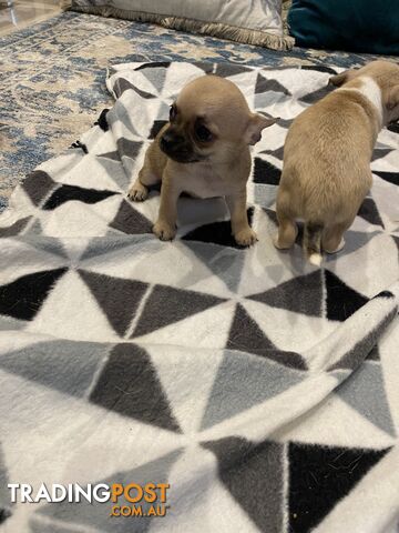 Chihuahua pure breed puppies for sale