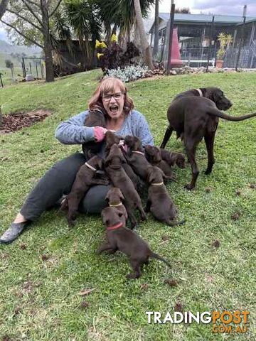 German Shorthaired Pointer (GSP) puppies