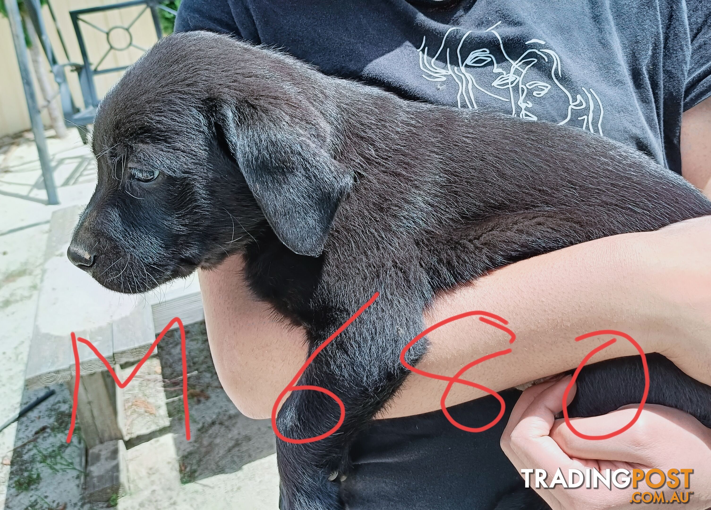 Purebred Labrador puppies