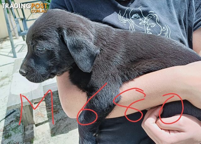 Purebred Labrador puppies