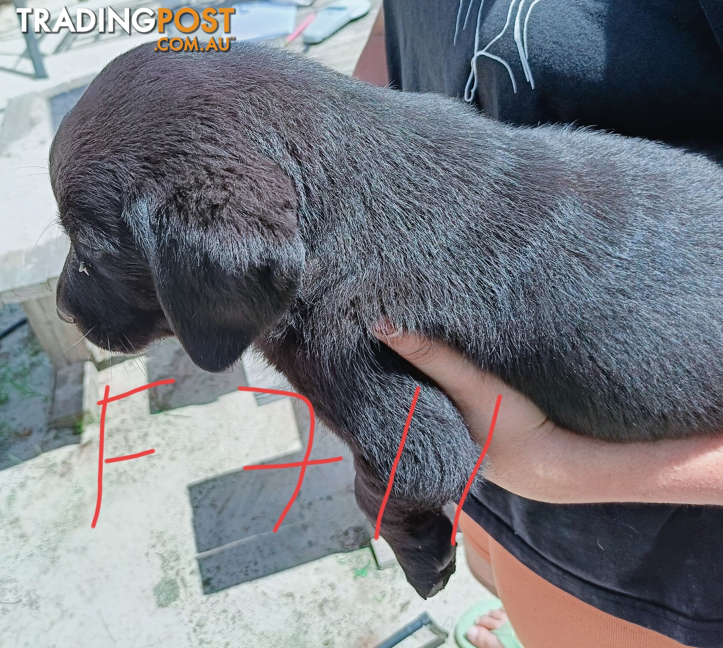 Purebred Labrador puppies