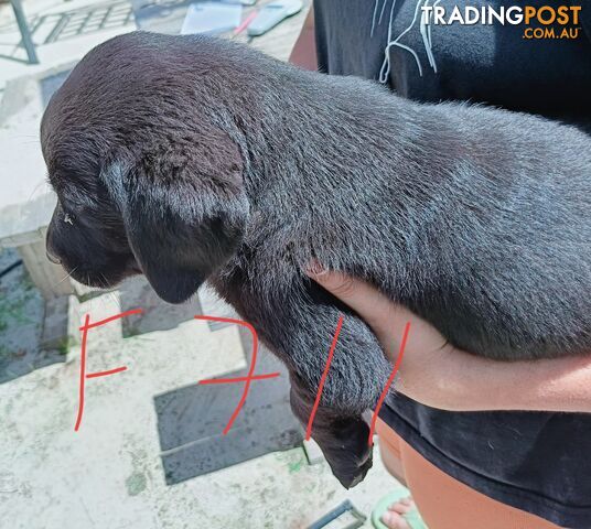 Purebred Labrador puppies