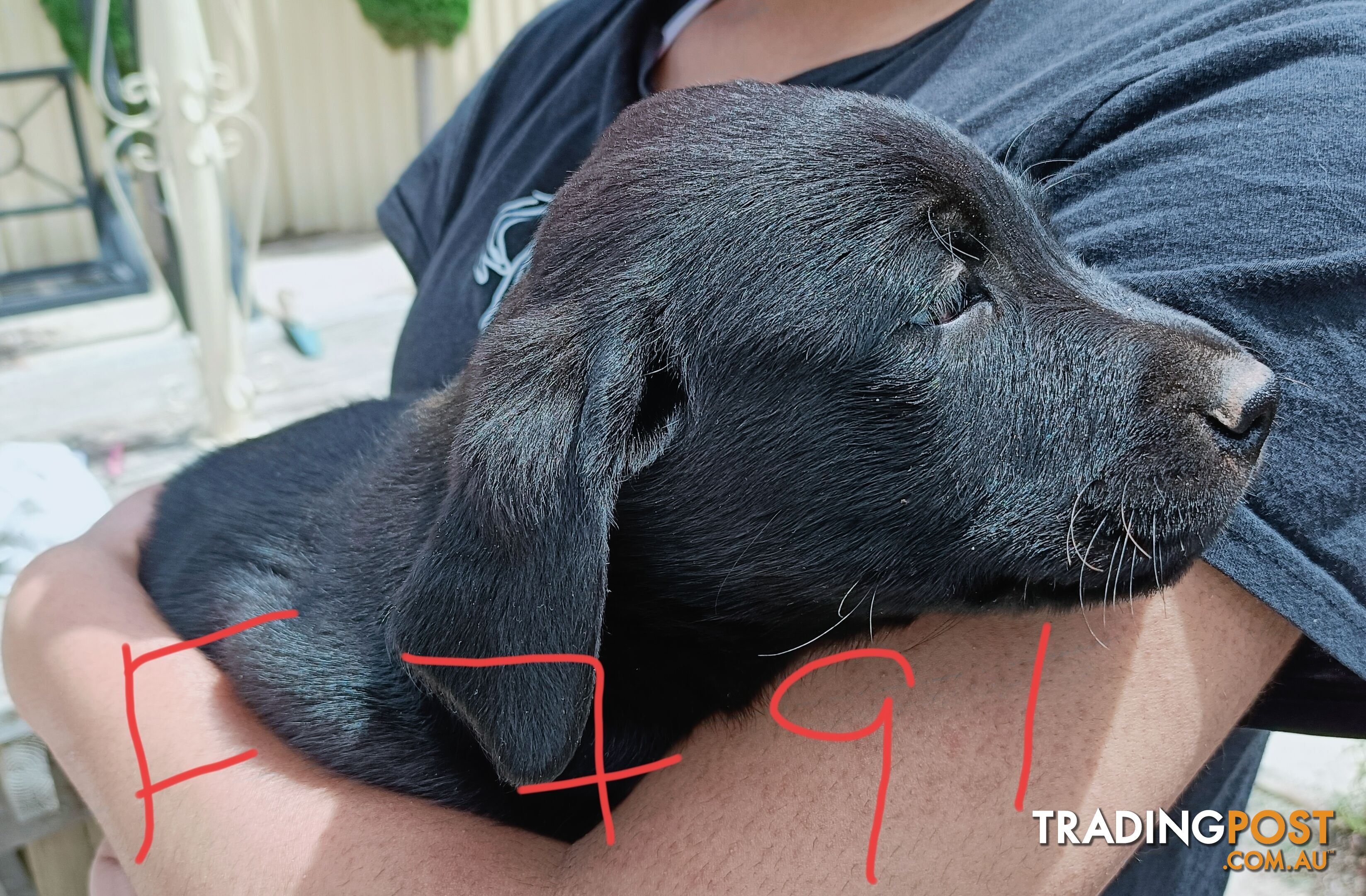 Purebred Labrador puppies