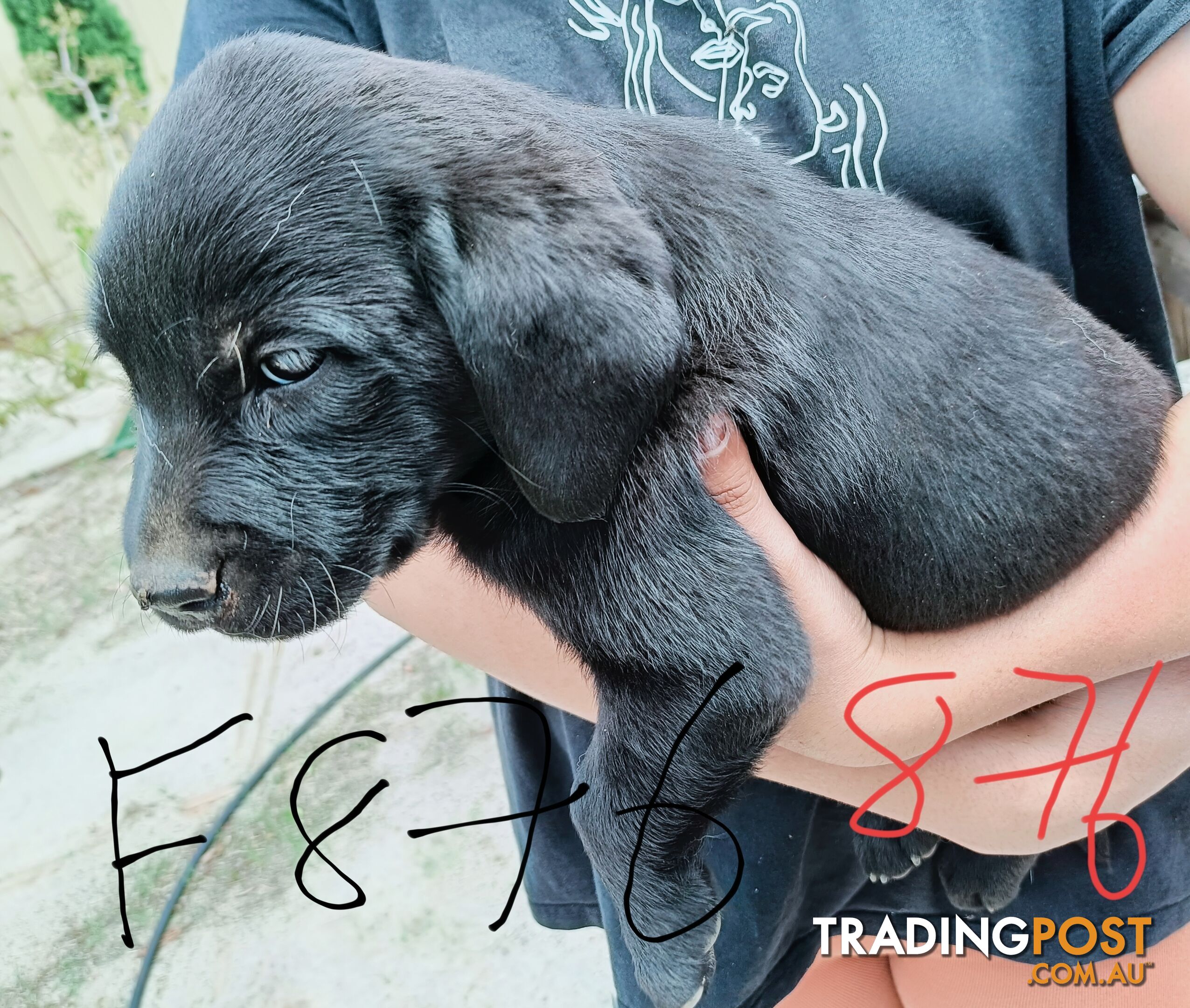 Purebred Labrador puppies