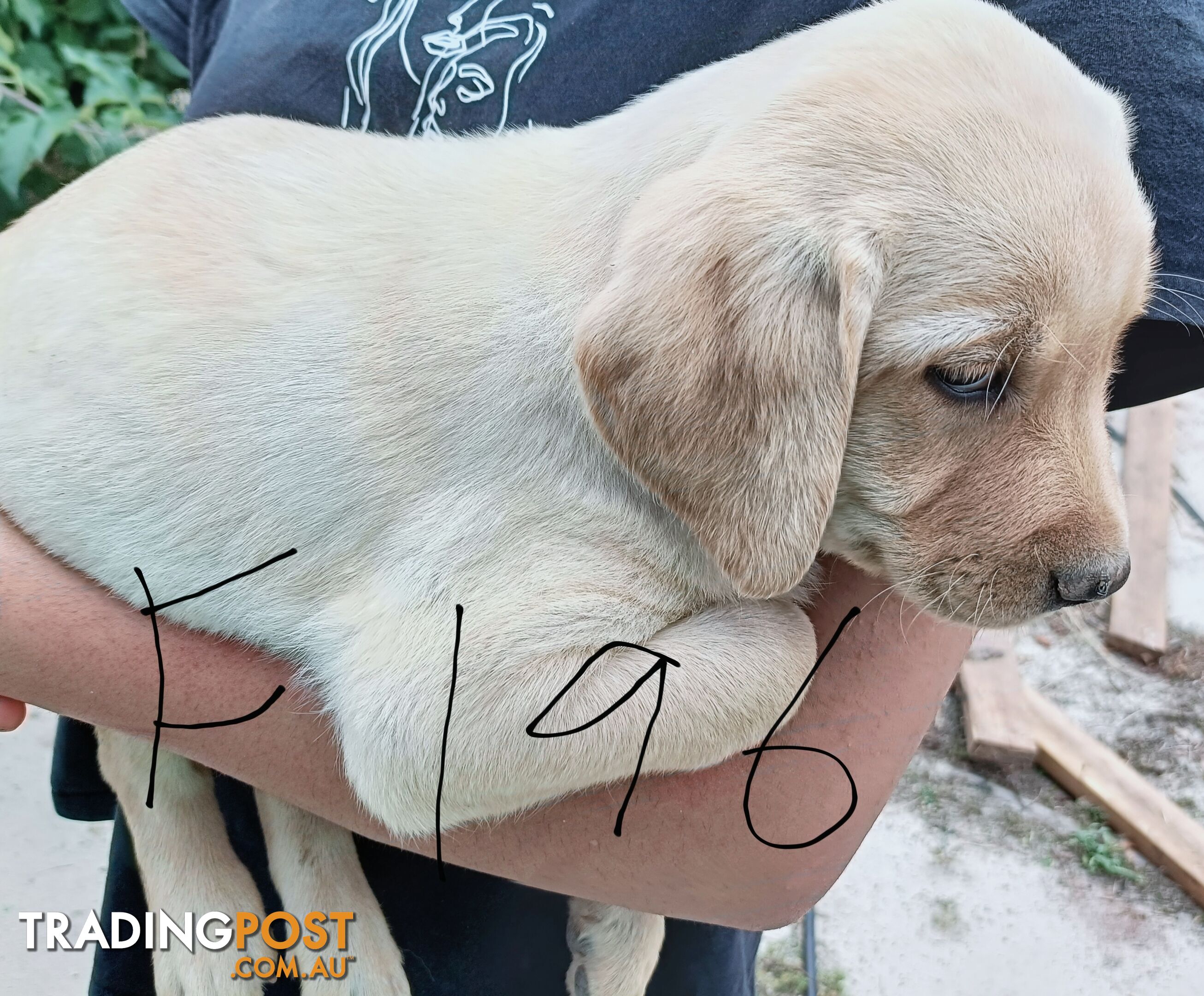 Purebred Labrador puppies