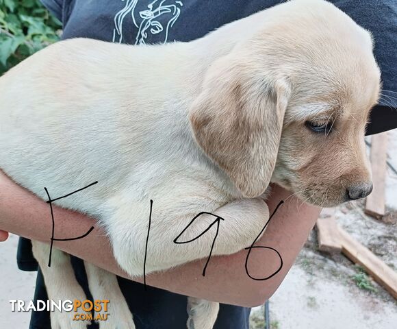 Purebred Labrador puppies