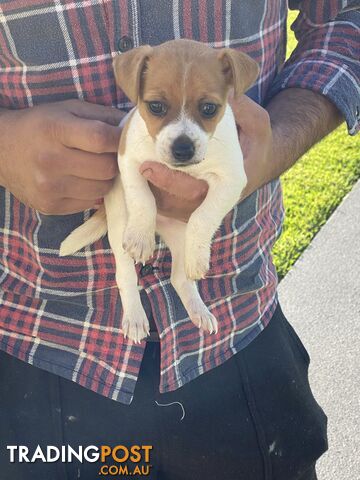 Jack Russell Cross Fox Terrier