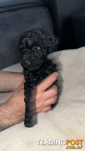 Pure Bred Miniture Poodles