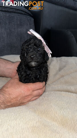 Pure Bred Miniture Poodles