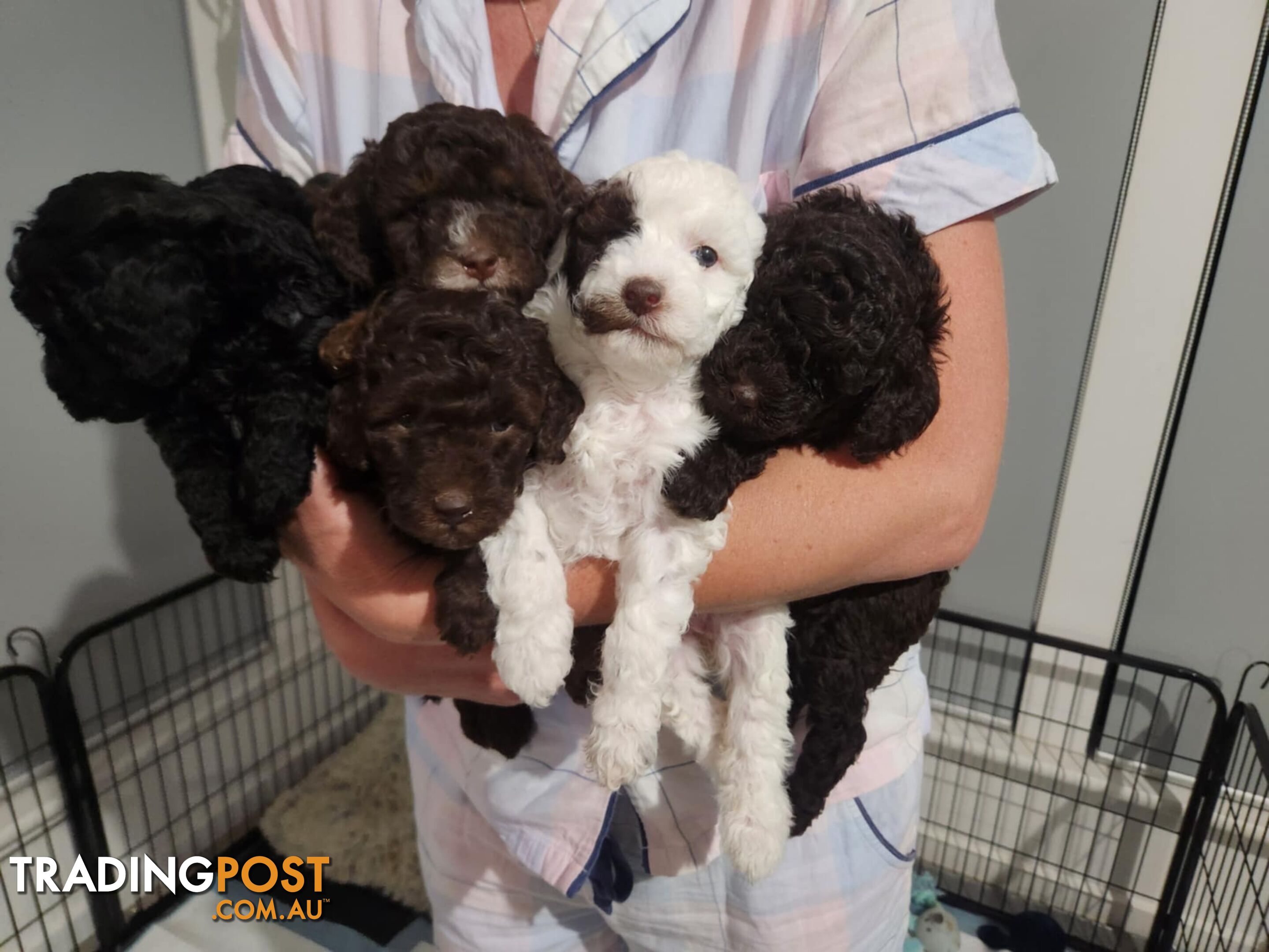 Pure Bred Miniture Poodles