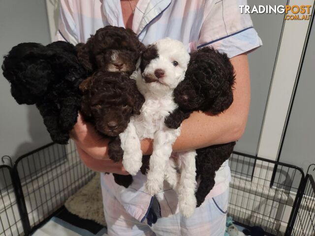 Pure Bred Miniture Poodles